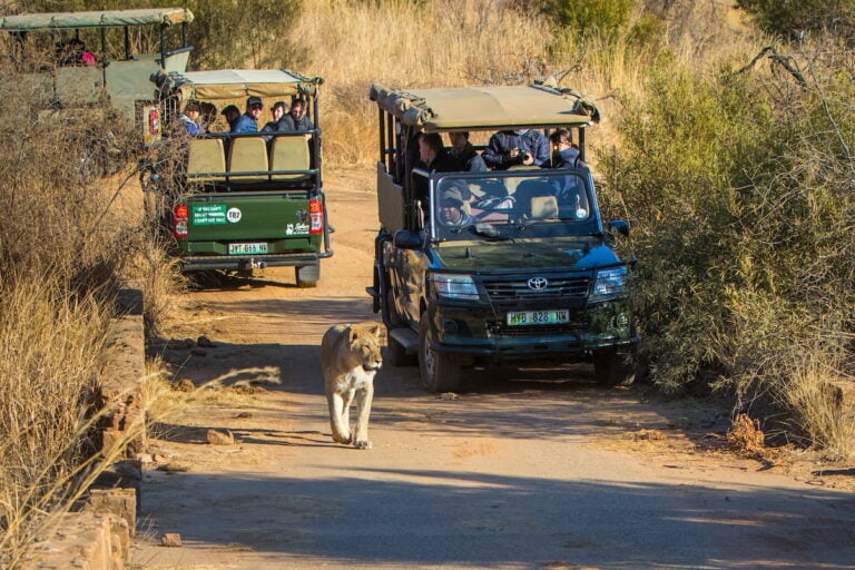 4 Day Tlou and Ivory Tree Safari